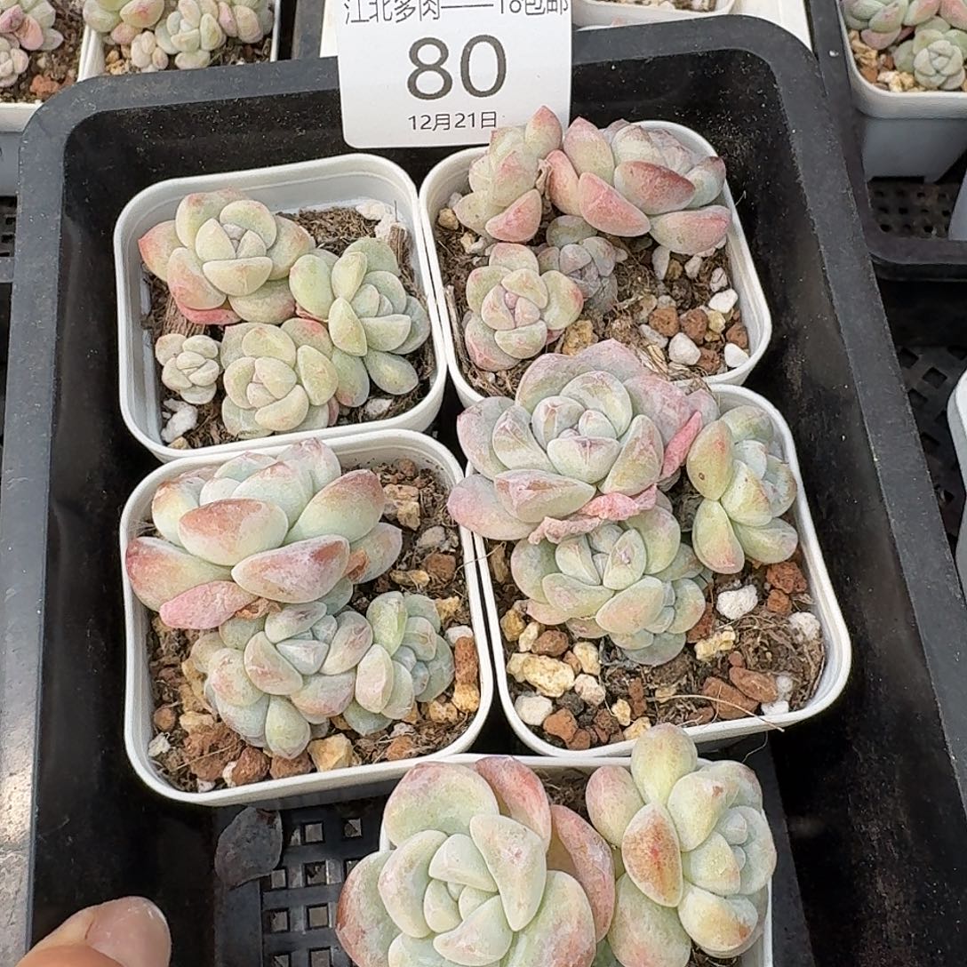 80 号到手1框一物一拍