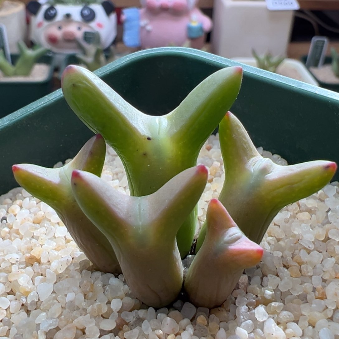 638优选0136皮卡丘五头