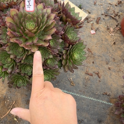 2-31红魔多肉植物