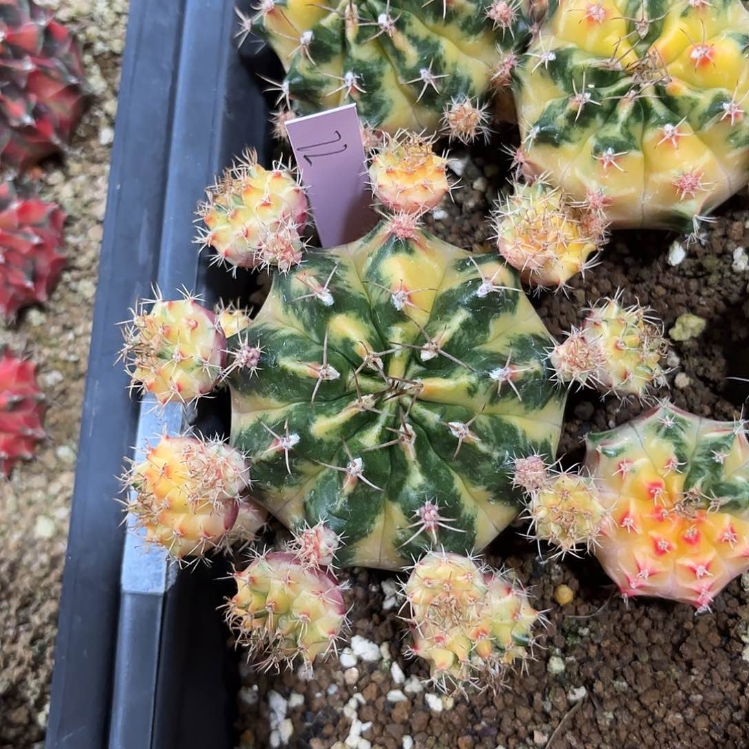 泰国米哈72-0220 白富美 多肉