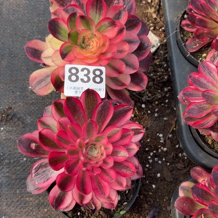 838多肉植物法师2个