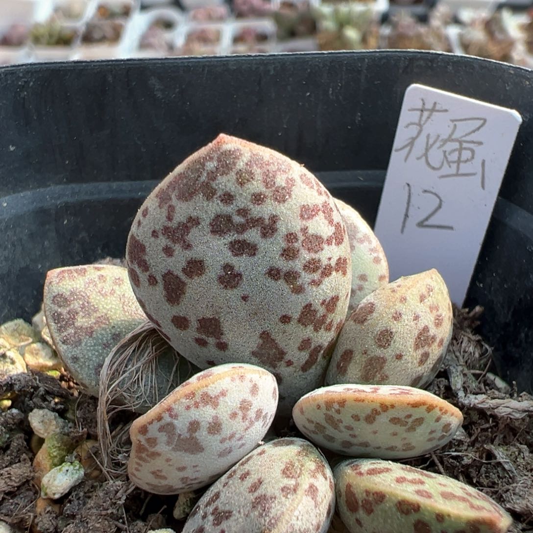 花蛋多肉植物水泡