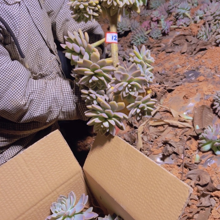 12一无一拍多肉多肉