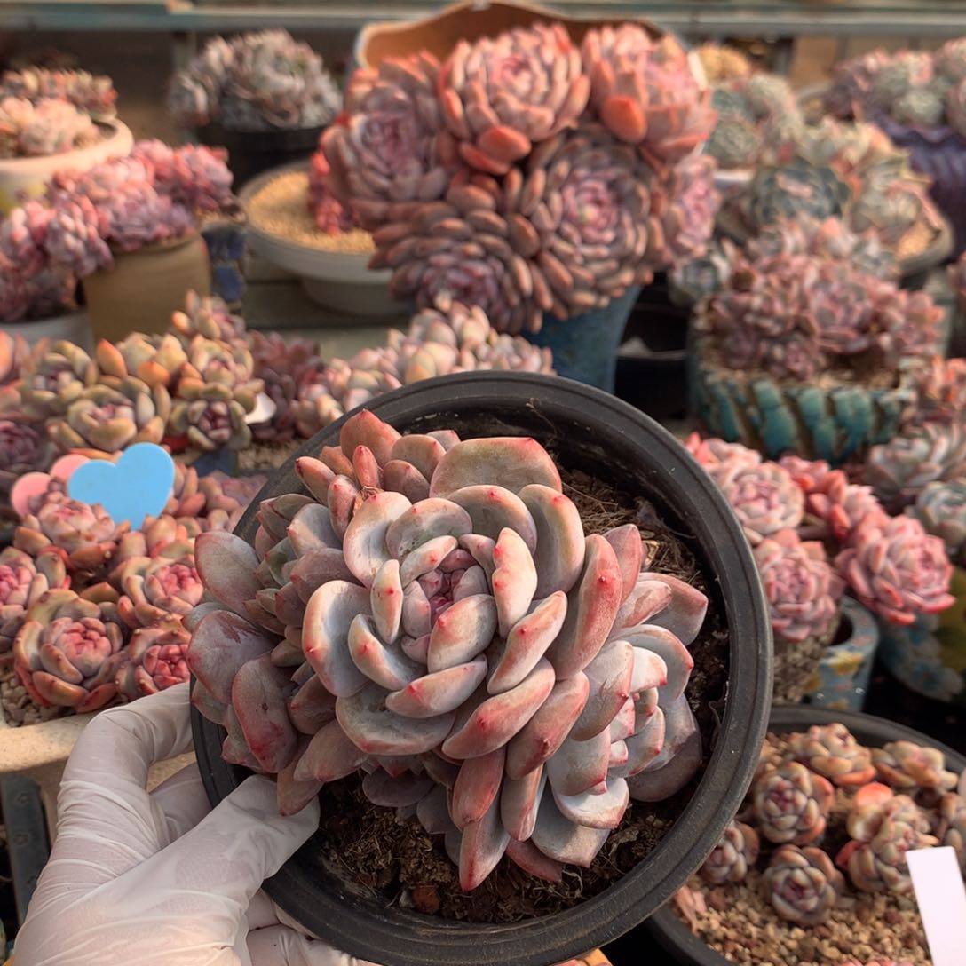 哈哈哈哈哈哈哈哈