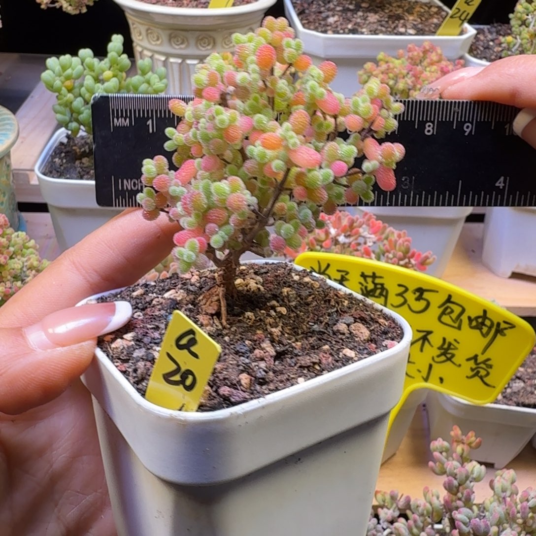 a20号橘子糖冠服6厘米左右