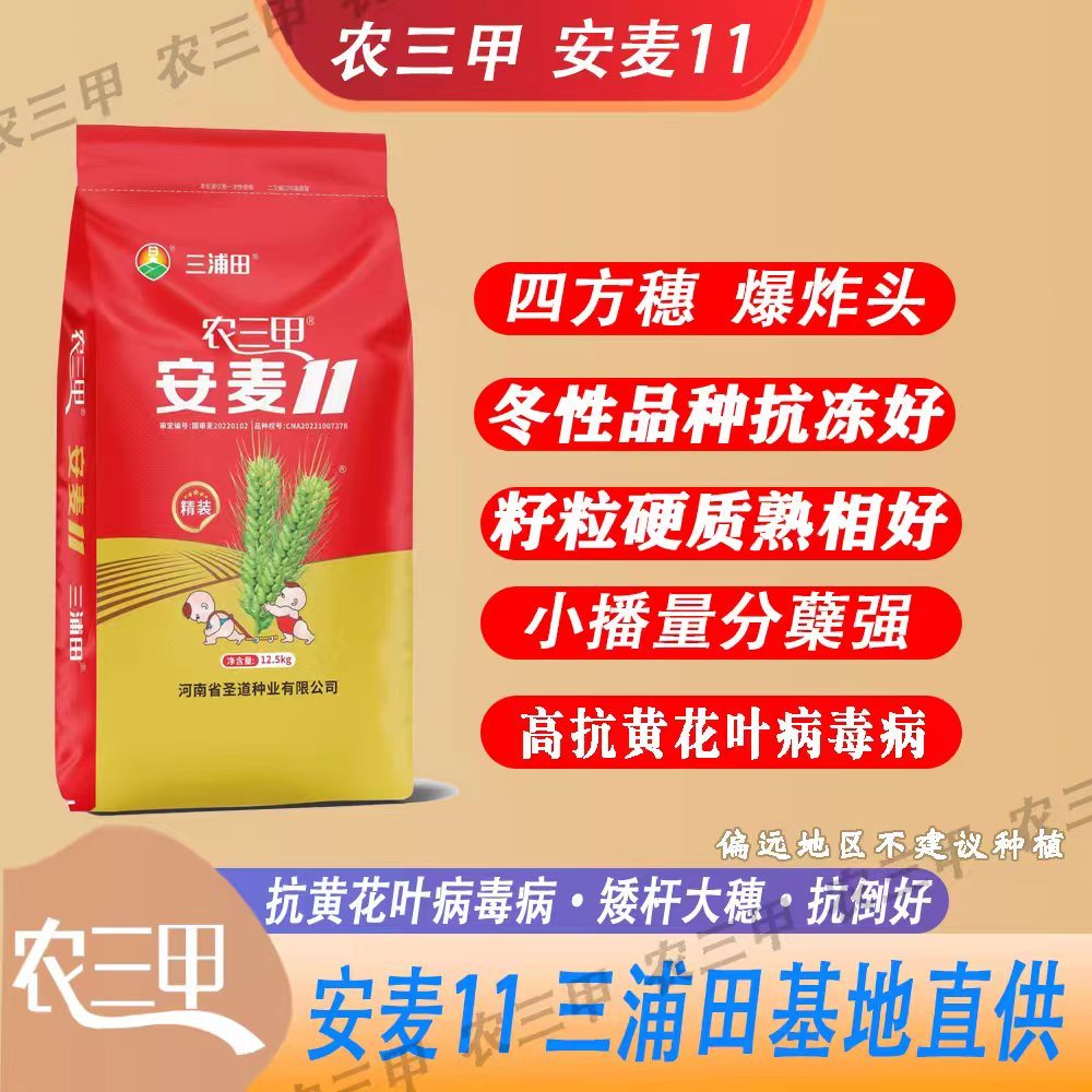 农三甲安麦11（辰科 张）矮杆大穗 高产耐旱产量高
