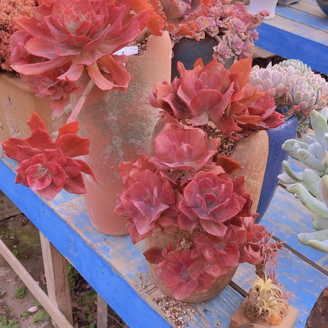 遂**姐多肉老爪子多肉老一趟