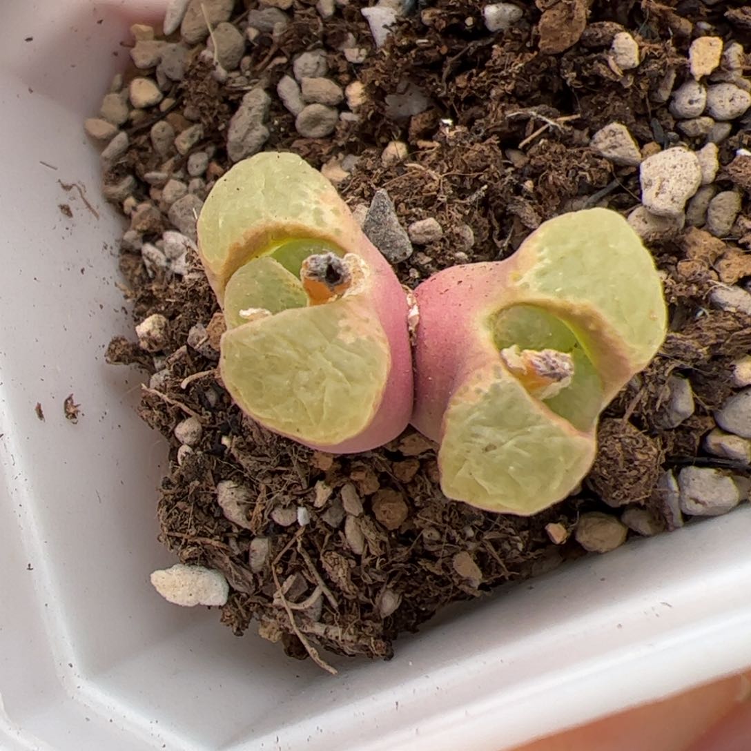 0265号粉樱 多肉植物