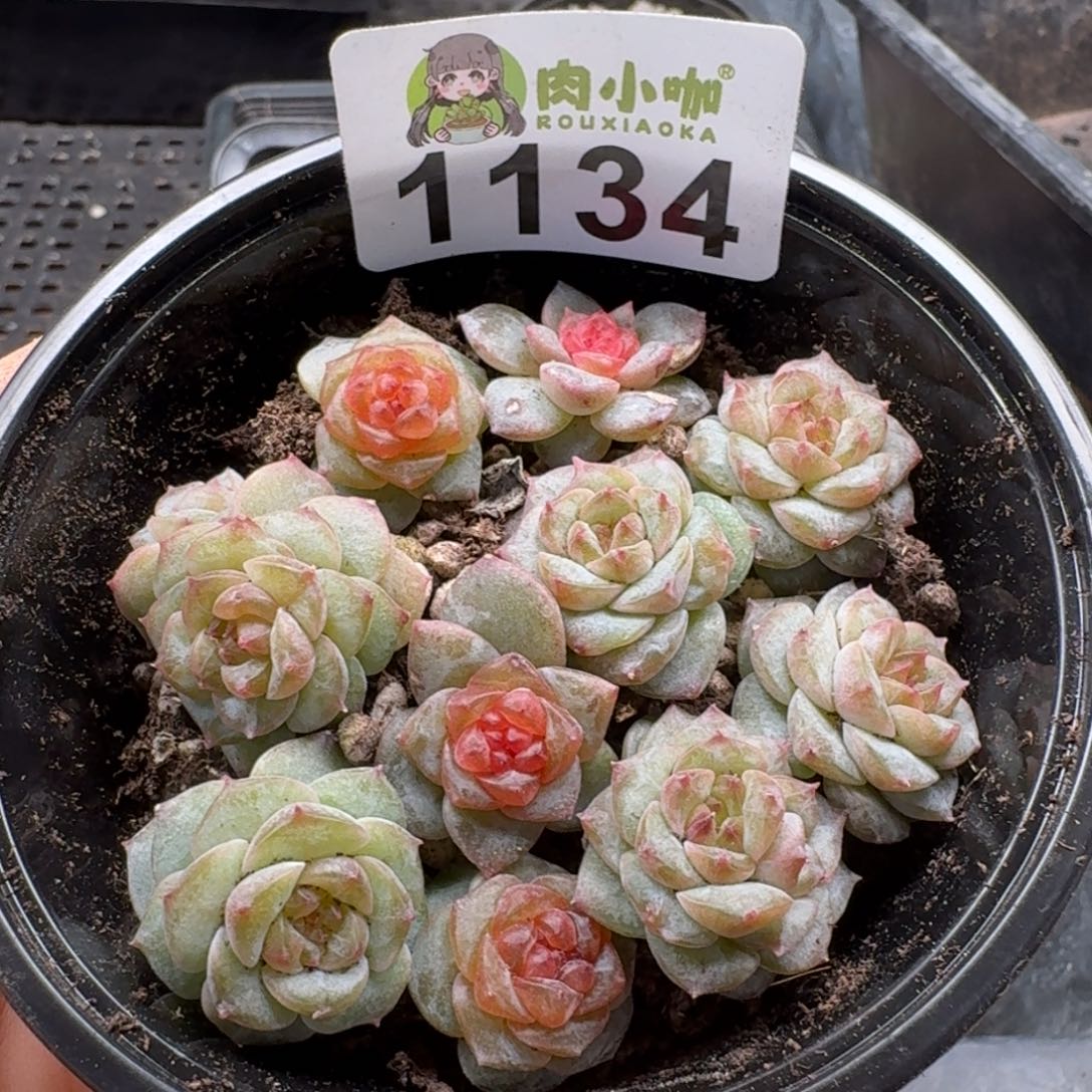 多肉植物多肉植物