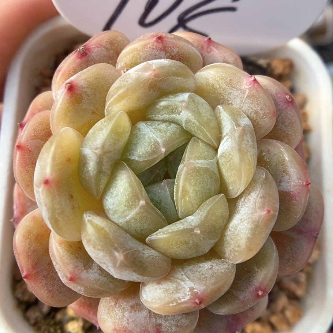 白色恋人可拍908号。