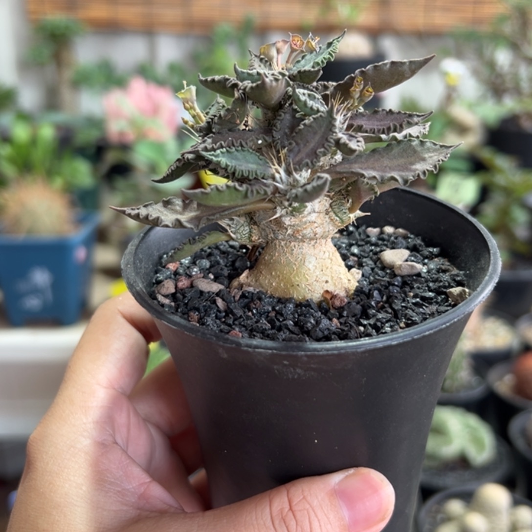 紫红精控图拉带盆111111111