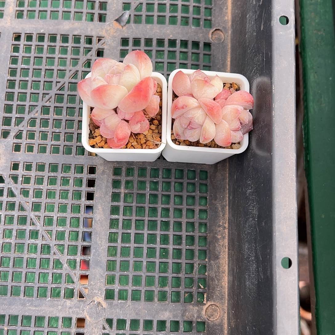 M****t啊石榴籽星影小树福利