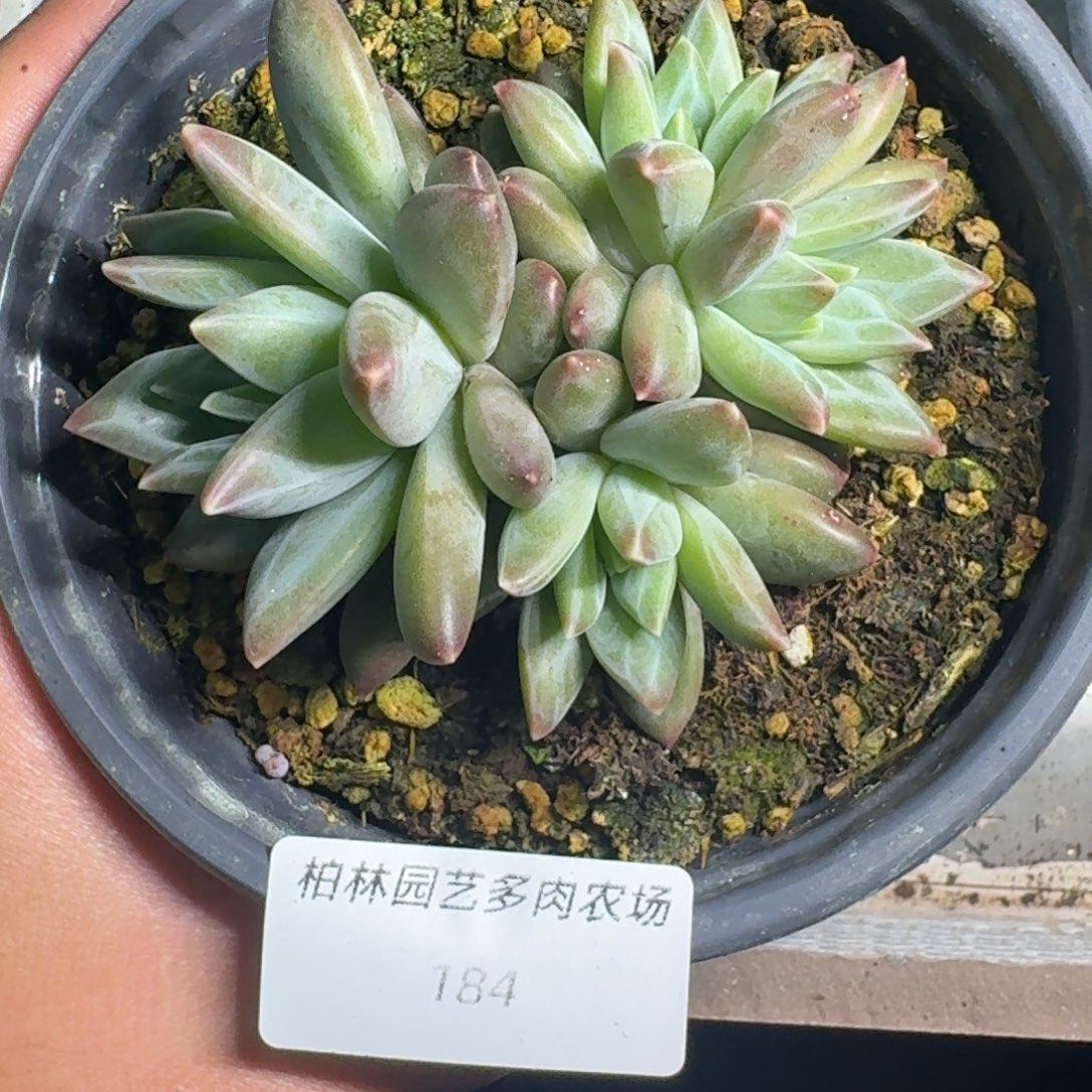 184 美人杂交 一物一拍