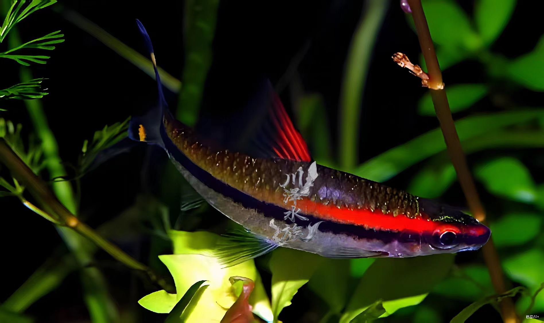 新手养鱼好养一眉道人热带观赏鱼淡水草缸群游小型灯科鱼观赏鱼