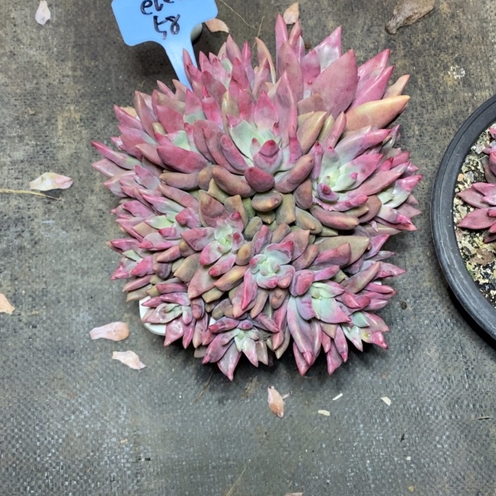 啊军喵多肉桃花缘