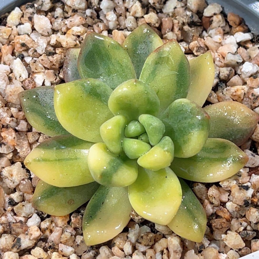 多肉特价天堂锦6969