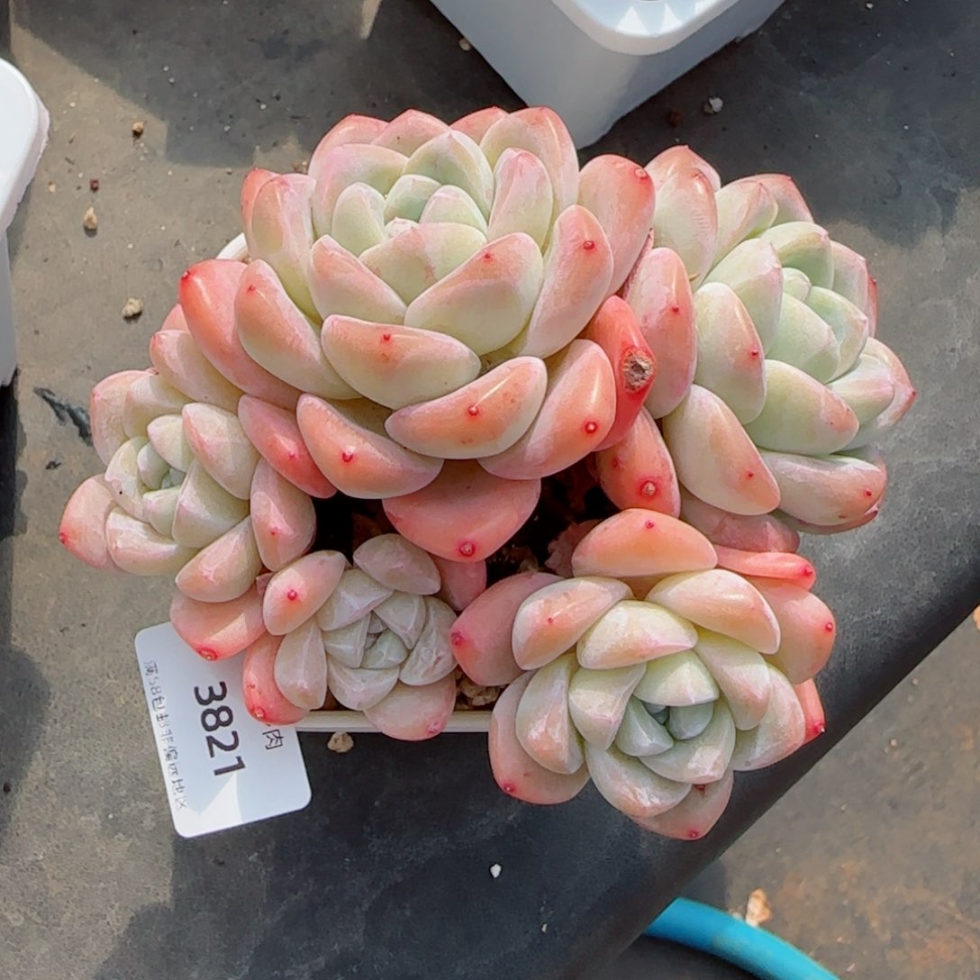 冰玉无砍，3821多肉植物