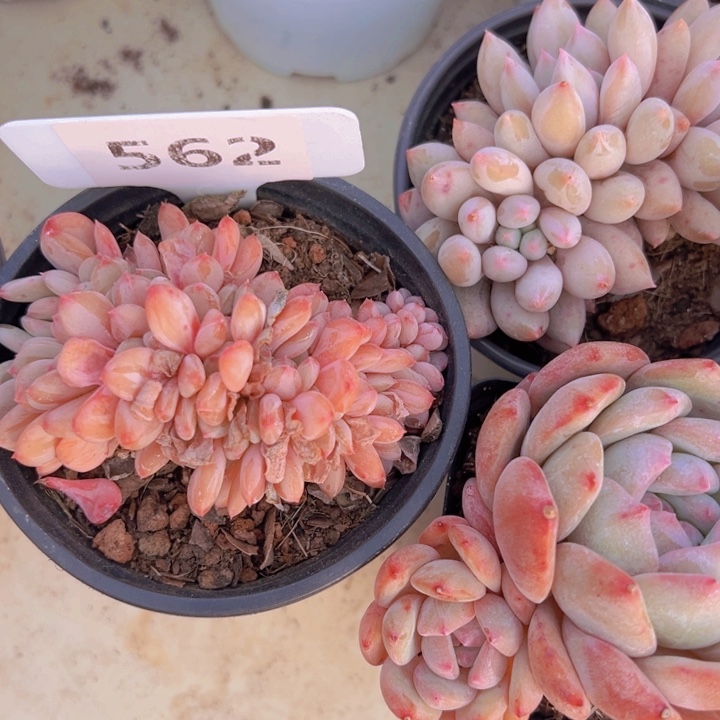 健健康康平平安安