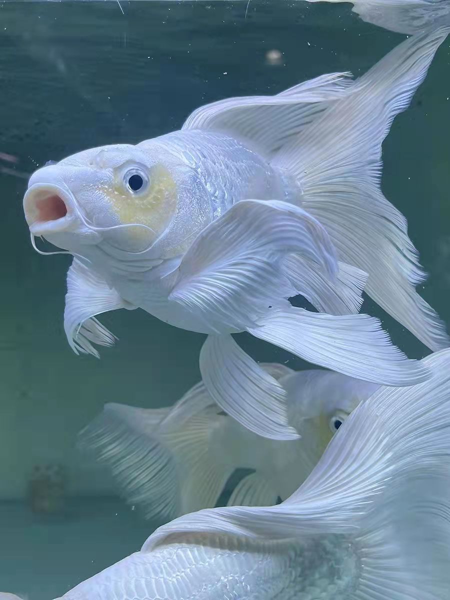 19-20短身蝴蝶鲤观赏鱼大鳍大尾金鳃狮头广温鱼好养耐活