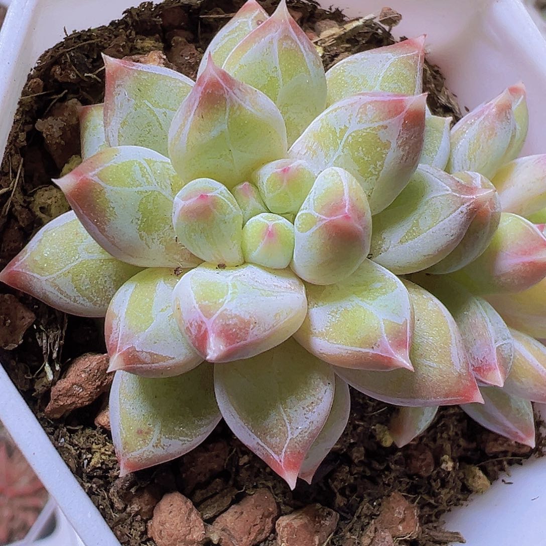 双头幻影美人19包邮