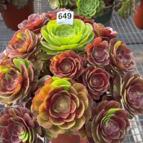 649花月夜35厘米左右