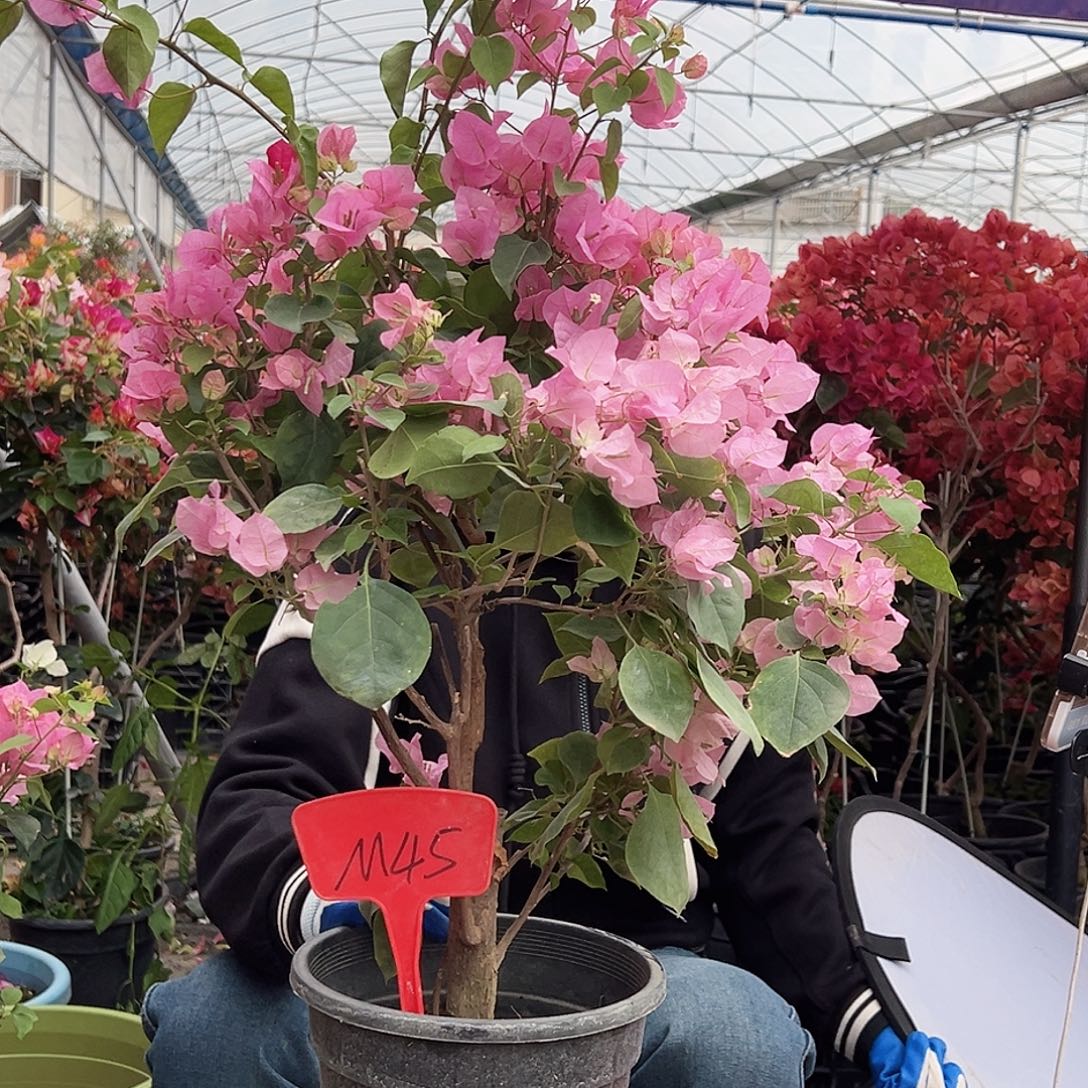 灰***灰大部分花苞少量开放M45红粉佳人