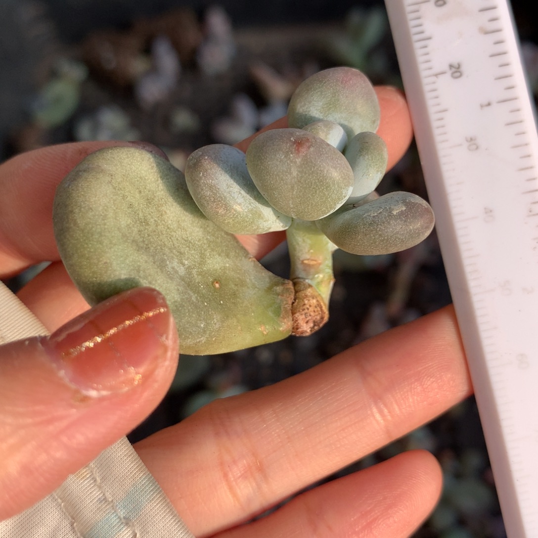 油煎奶酪还好哈哈哈