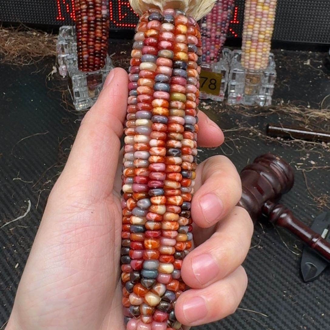 柏香籽/百香籽吊坠蛋**宝