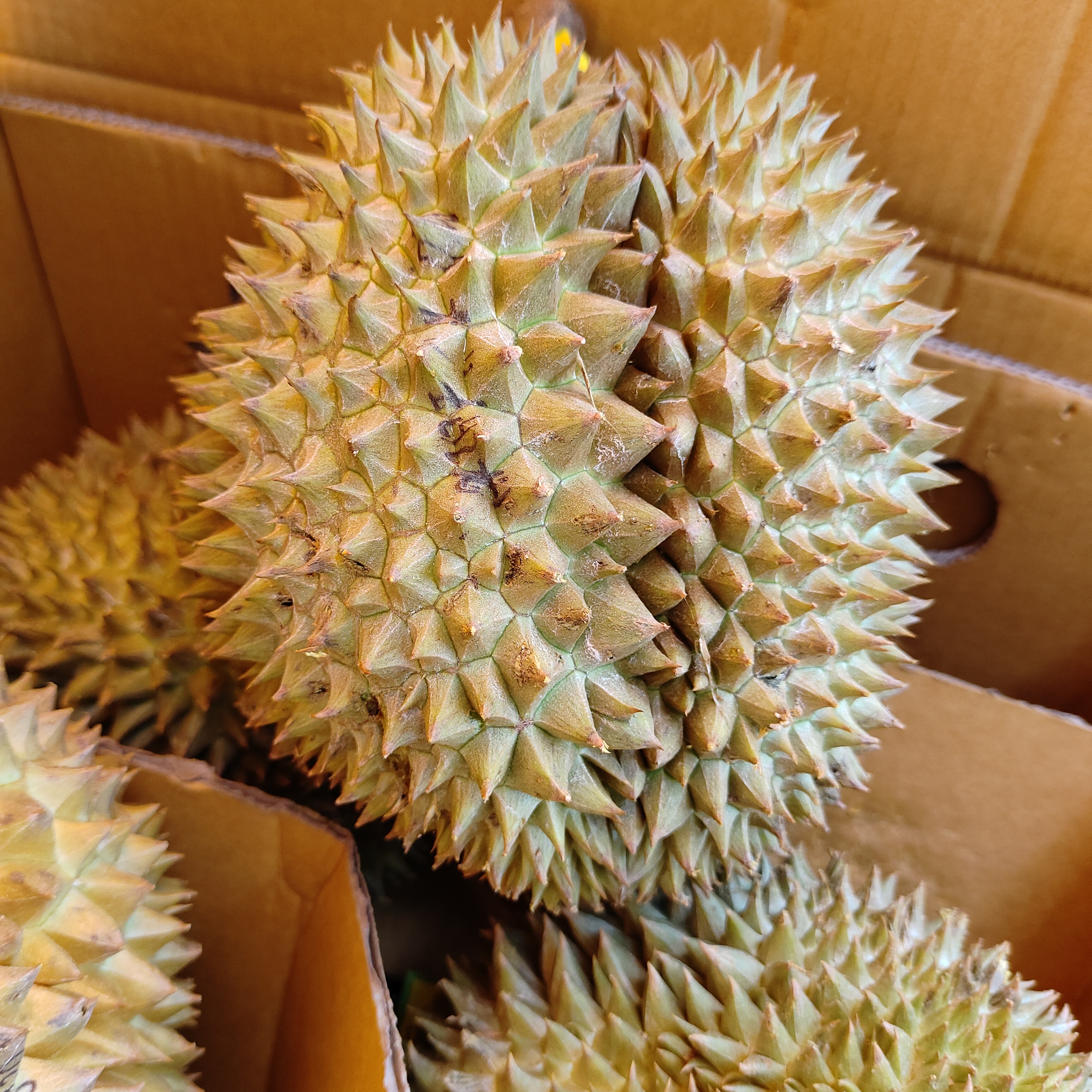 【金枕】新鲜金枕树熟榴莲核小1个约4斤榴莲同城配金枕泰国