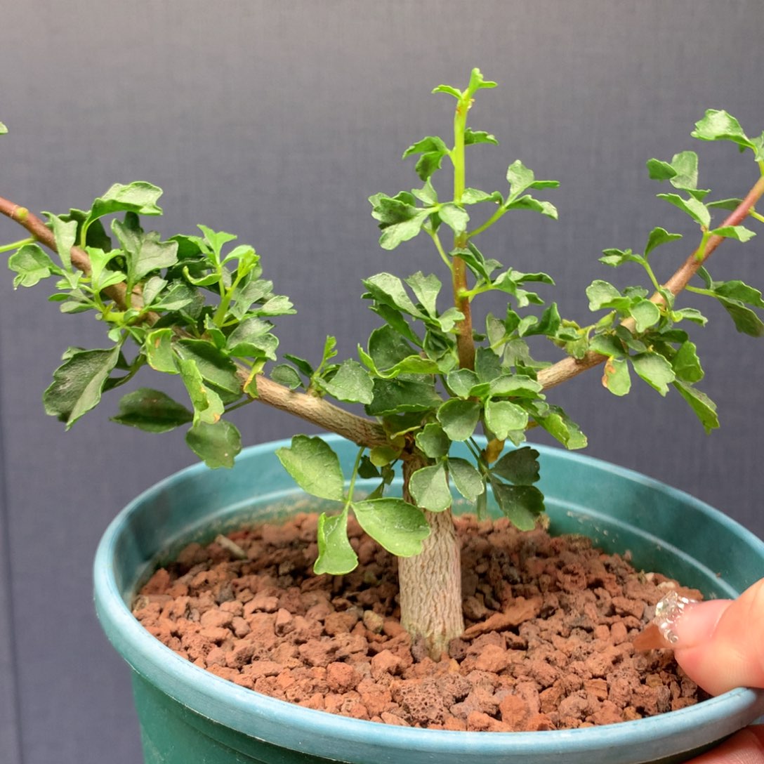 好望角橄榄实生带盆