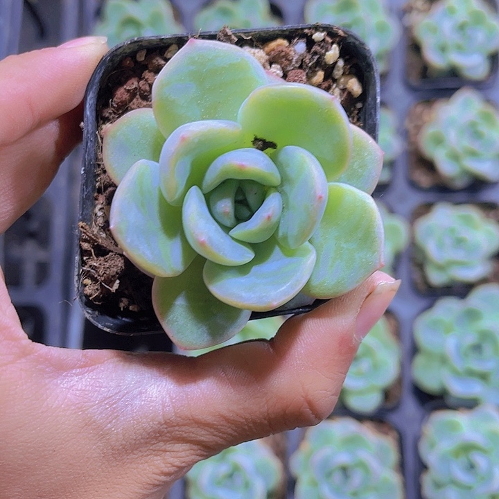 带盆土发泡芙多肉植物