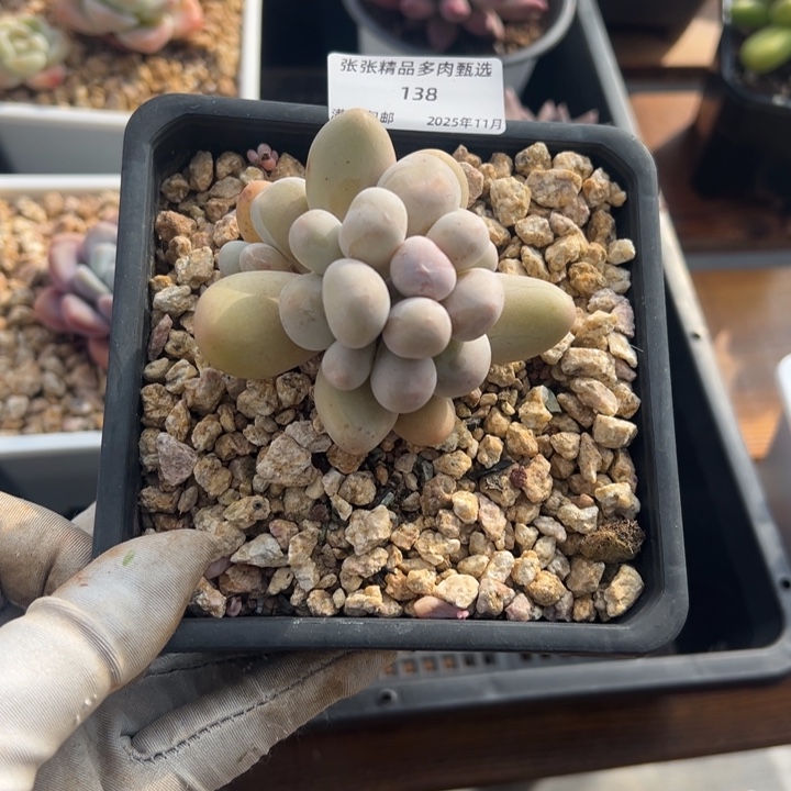 张张精品多肉甄选138