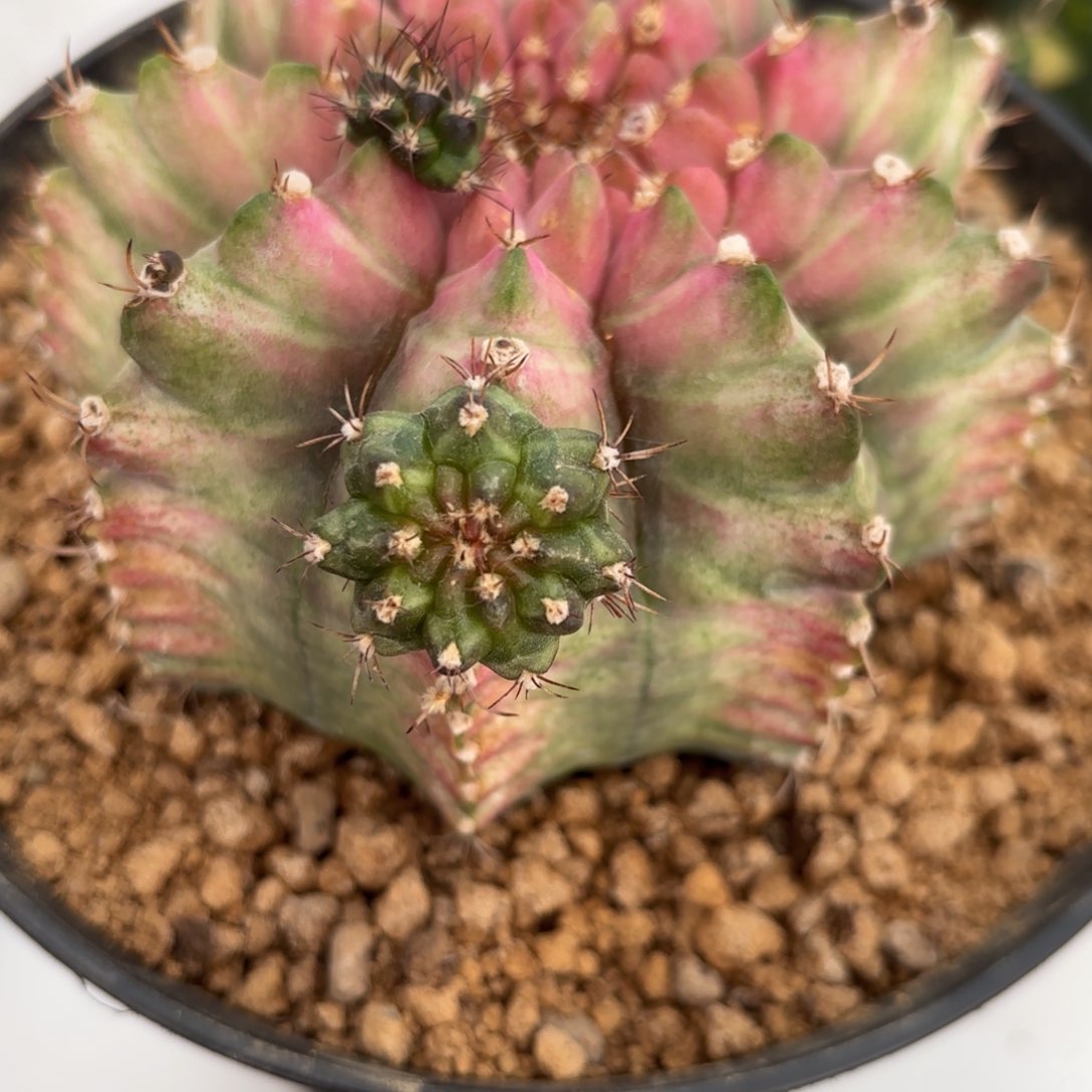 实生轮回侧牙现摘仙人球