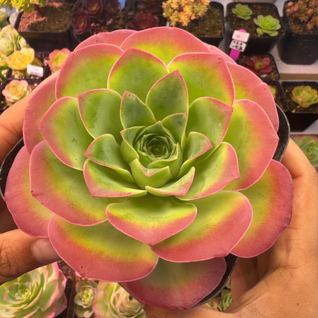 Y745半城玫瑰魅影