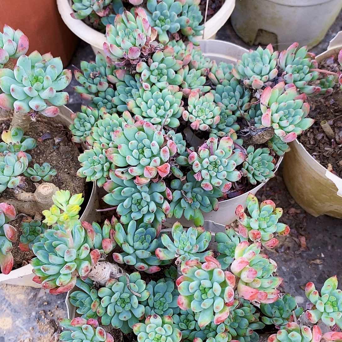 蓝苹果整桩整群老桩