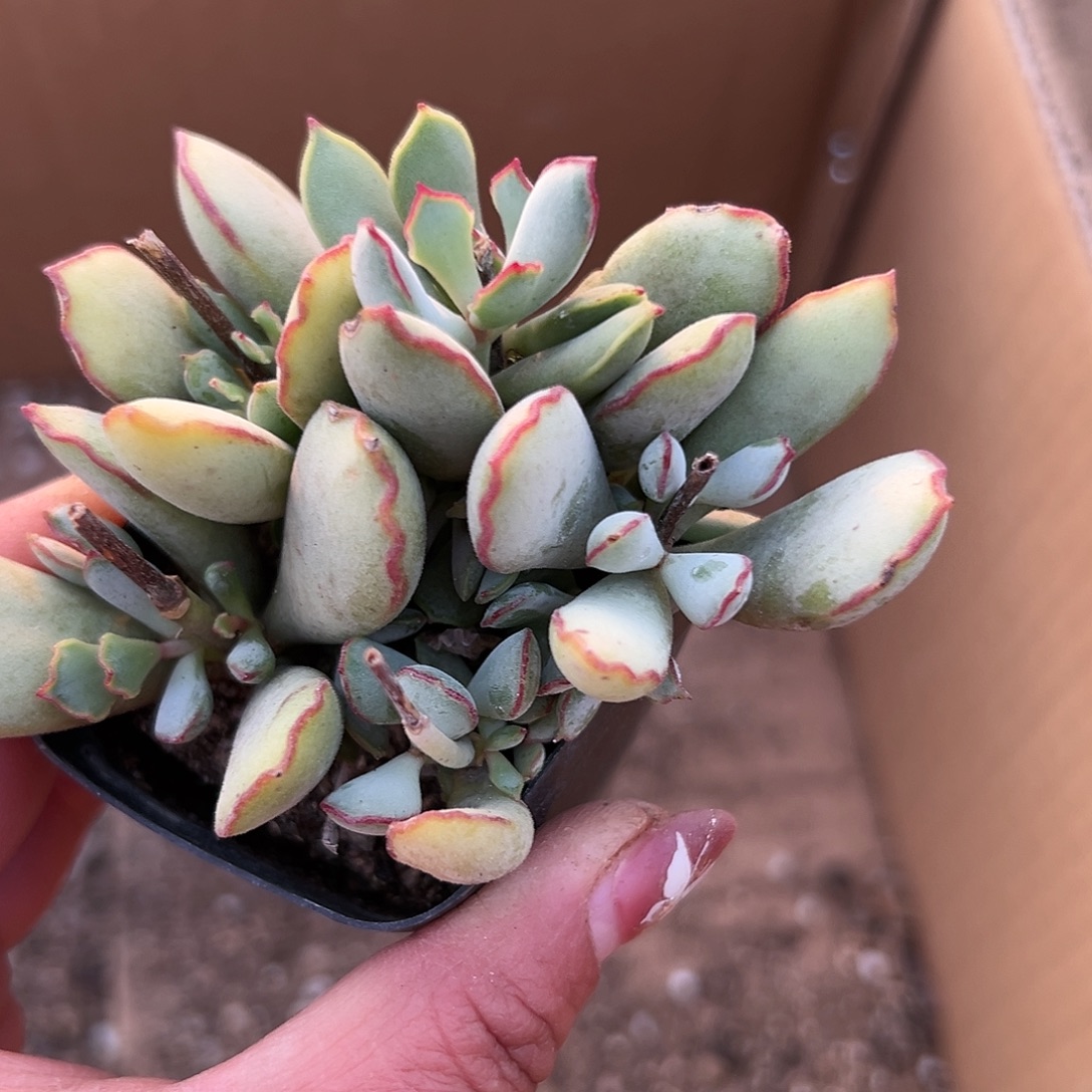 多肉植物巧克力线