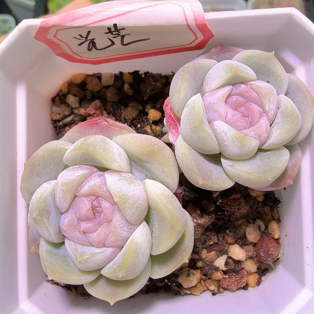 开播福利特特特光芒