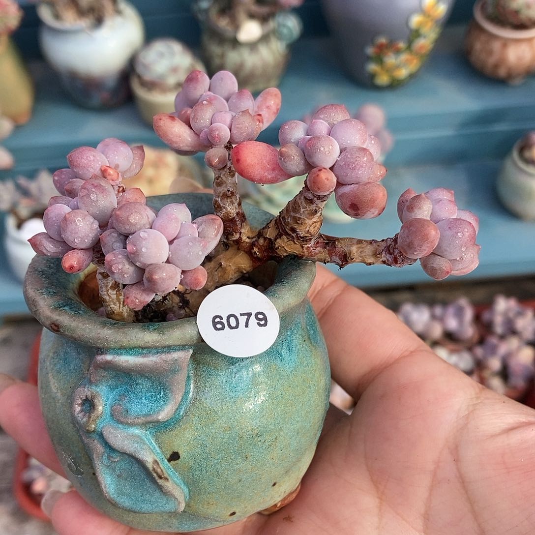 6079婴儿手指老桩带韩式手捏盆