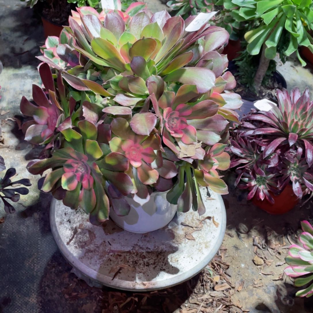 多肉植物雅典娜538