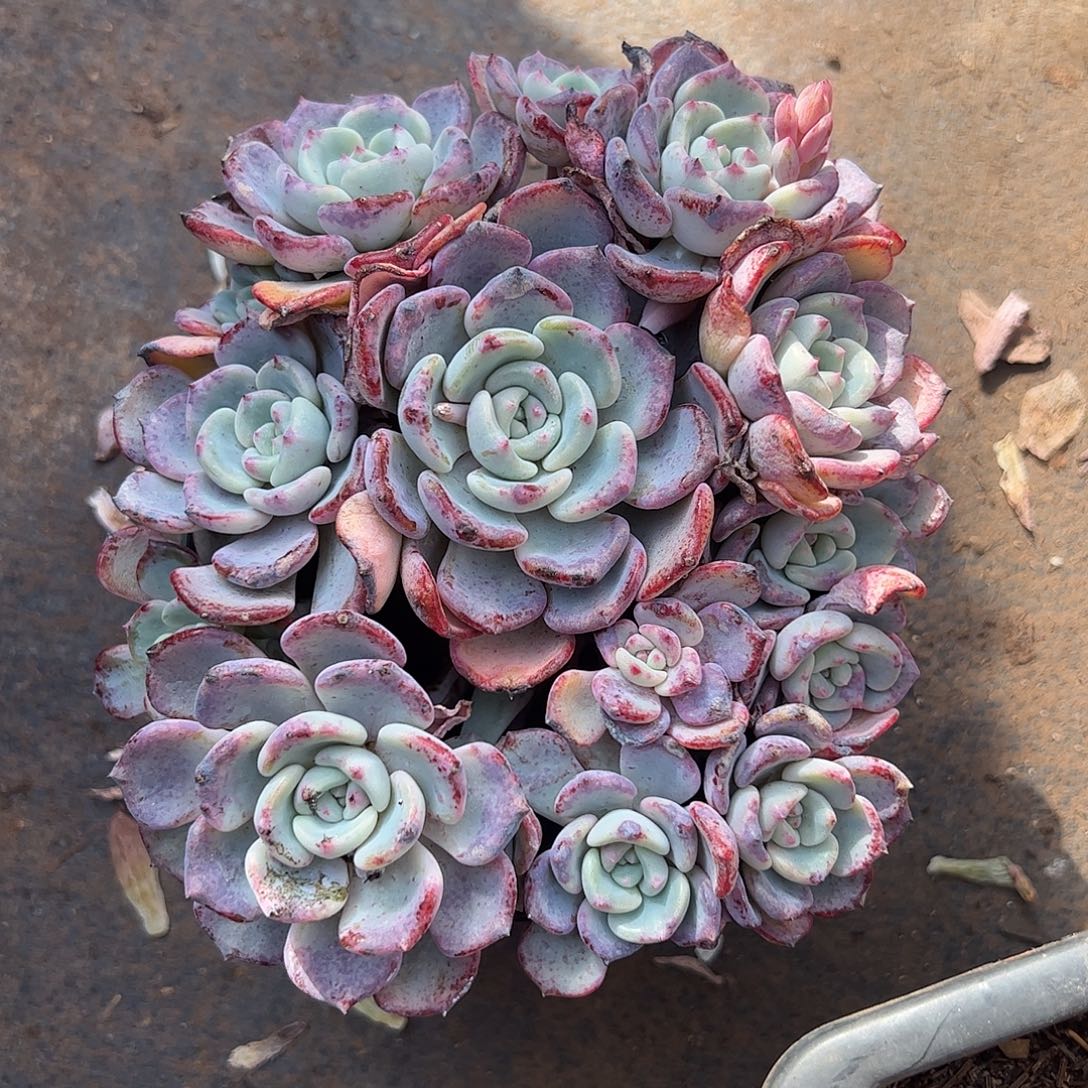 千山雪群，一物一拍