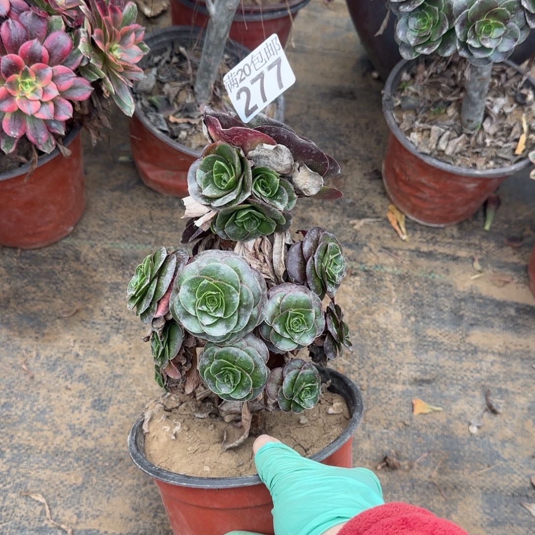 魅金277满20包邮断枝不包