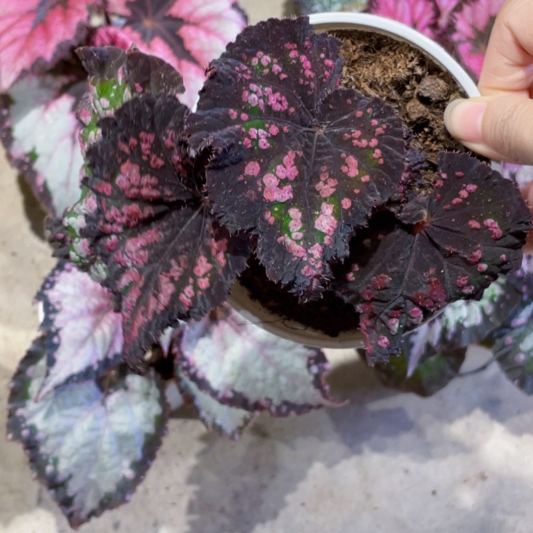 无花朵甜蜜生活秋海棠