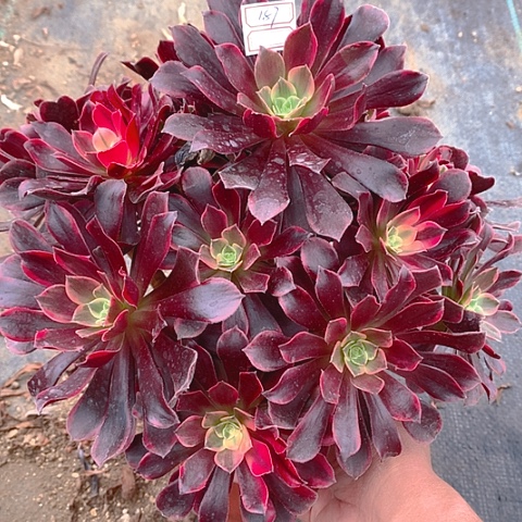 187金丝多肉植物