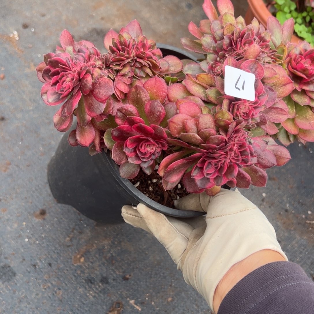 17荔枝缀多肉嘻嘻嘻