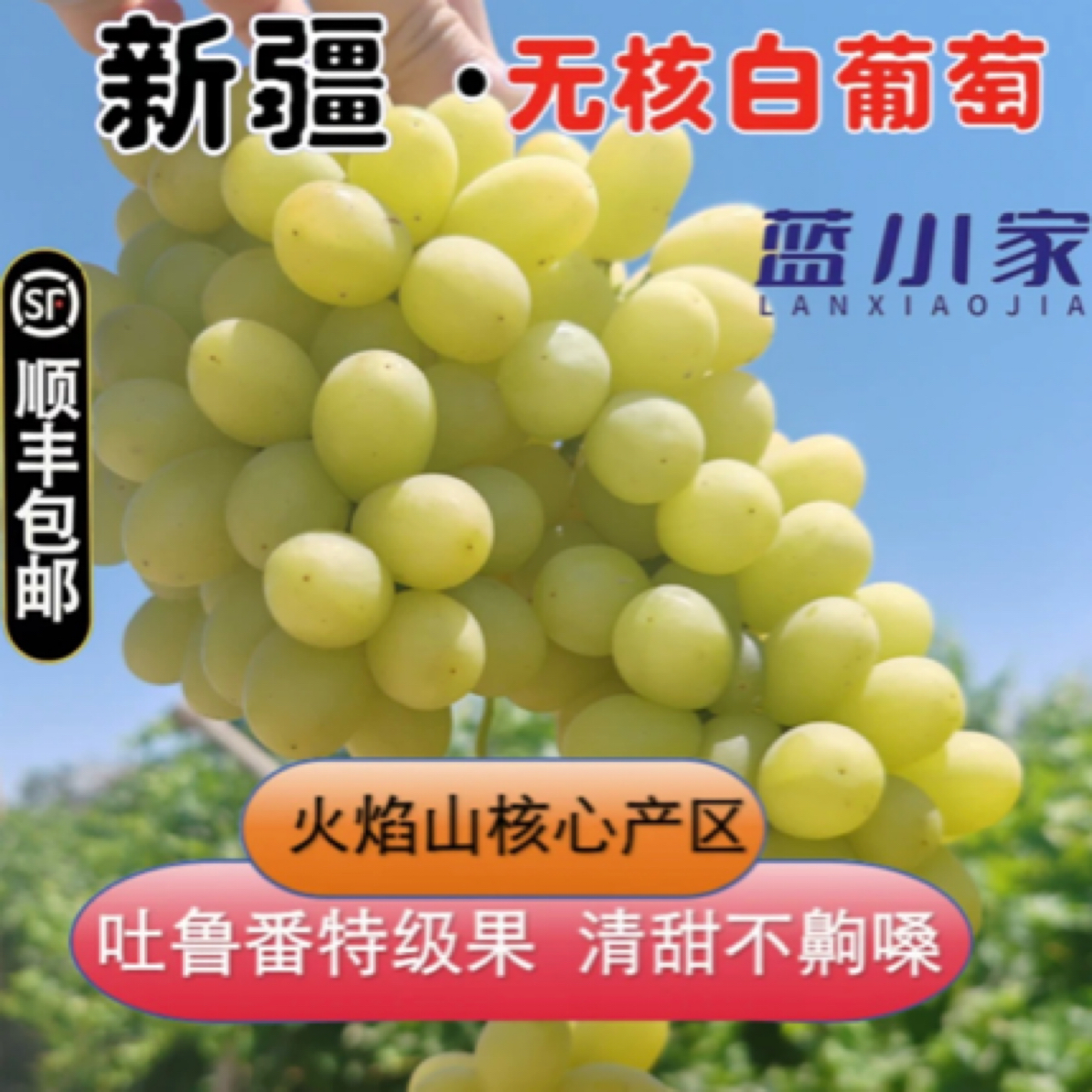 l新疆吐鲁番火焰山无核白葡萄新鲜应季无籽皮薄脆甜葡萄同城送新疆维吾尔自治区