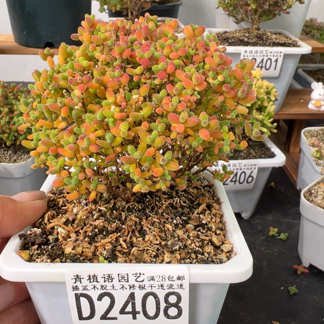 D2408蜜桔一物一拍