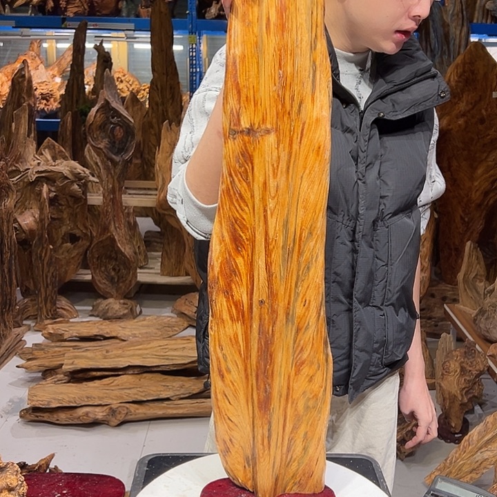 松木（琥珀木）波*