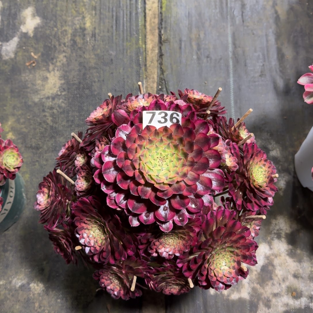 736！祝融法师多肉植物