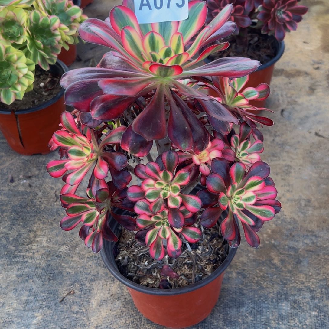 凤***布无花朵丽娜优选073