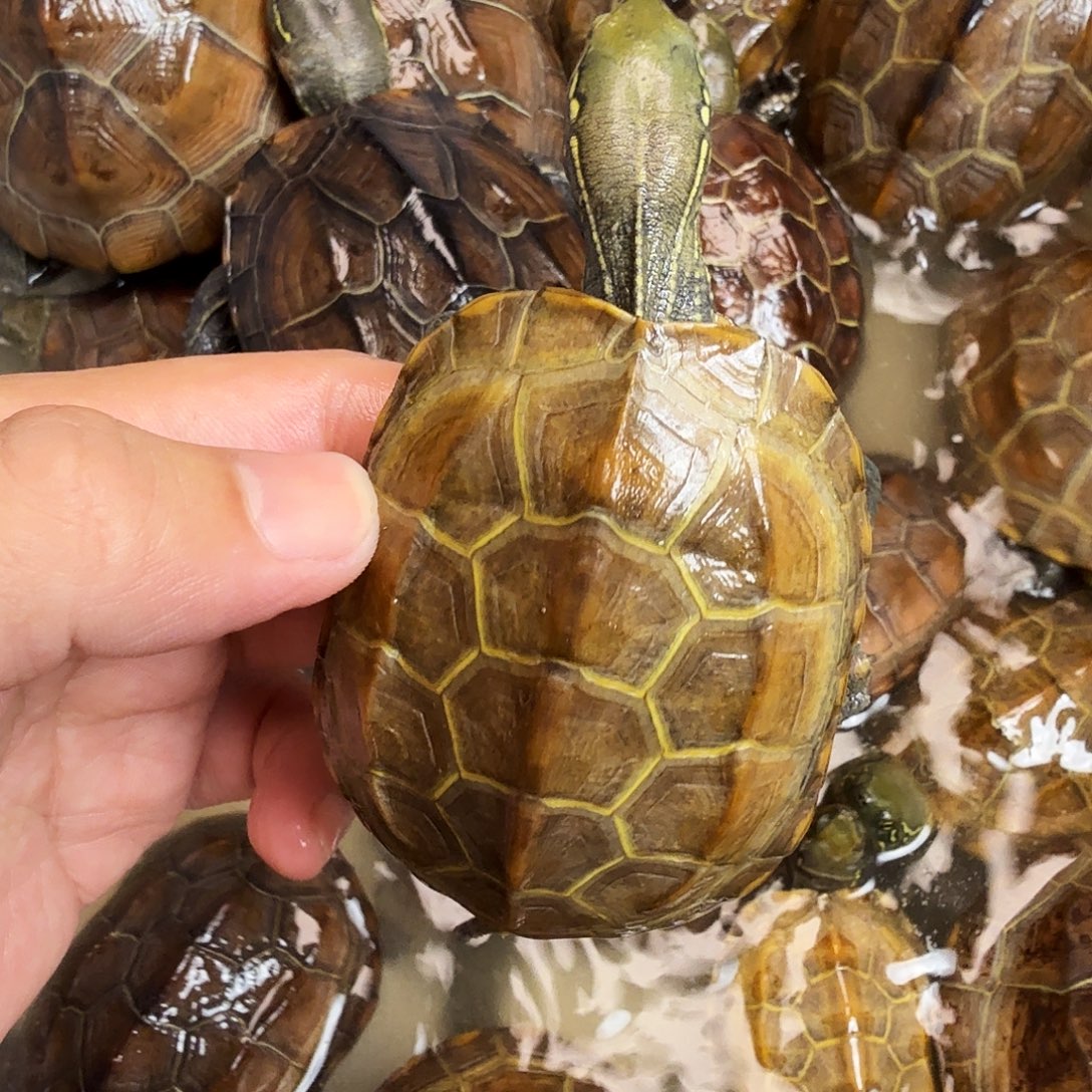 勿***༂母绿毛龟66666666666666